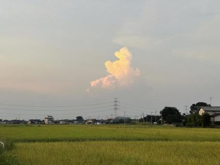 夕暮れの田んぼ 夕暮れの田んぼ 田んぼ,田,米の写真素材