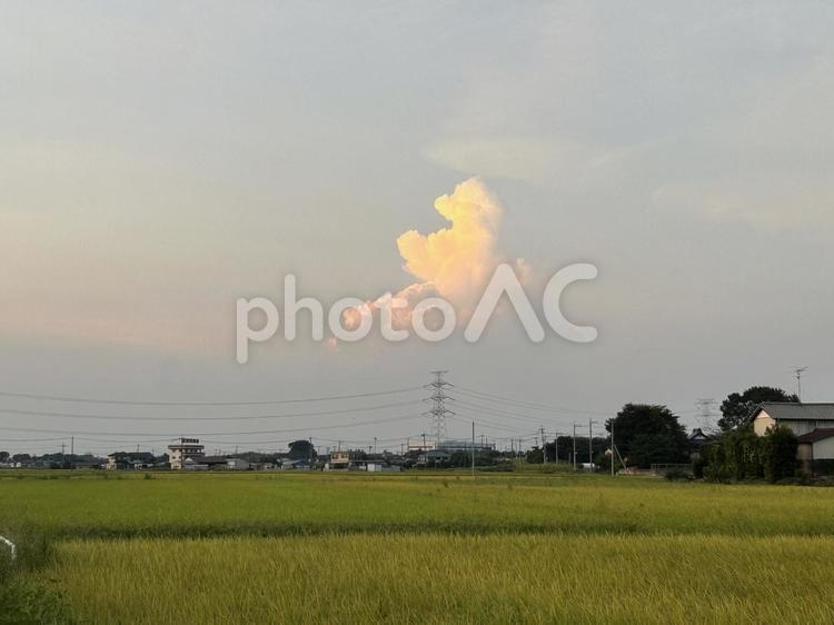 夕暮れの田んぼ 田んぼ,田,米の写真素材