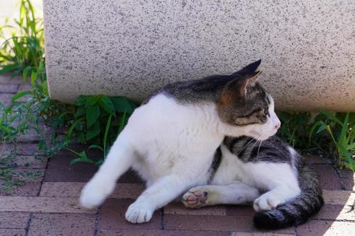 ノラ猫 ノラ猫の写真