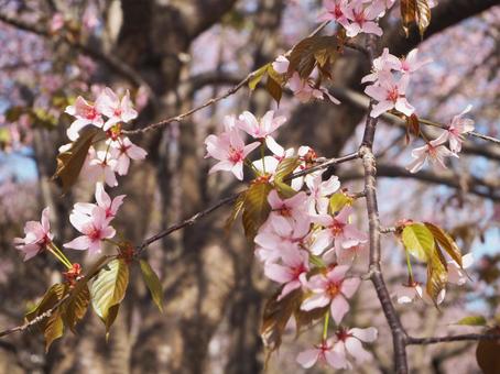 桜4 桜4の写真