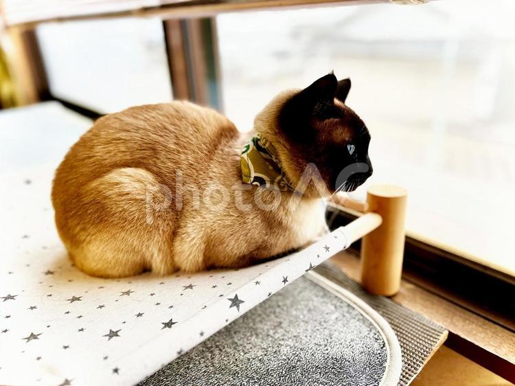 朝のニャルソック シャム猫,猫,飼い猫の写真素材