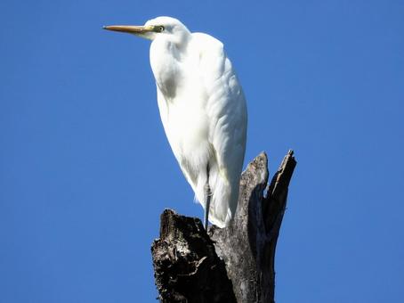 高い木の上に立つダイサギの写真