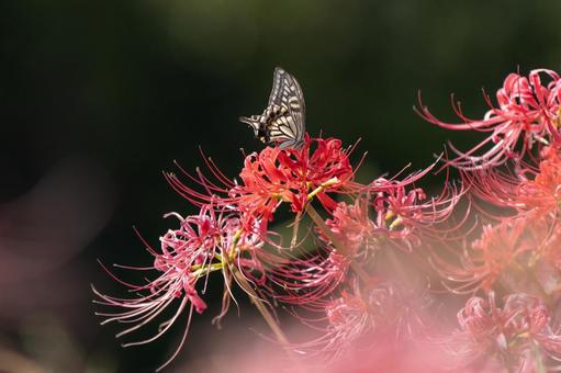 彼岸花とナミアゲハ 彼岸花とナミアゲハの写真