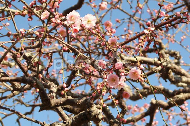 淡いピンクの梅の花 梅の花,新春,梅の写真素材