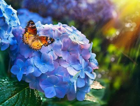 紫陽花と蝶 紫陽花と蝶の写真