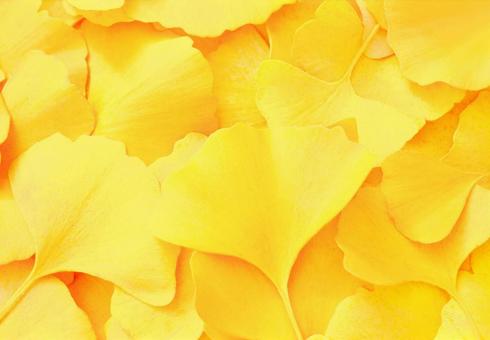 Autumn landscape Yellow ginkgo frame, JPG