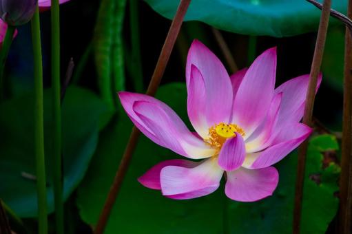 蓮の花のアップ2 蓮の花のアップ2 蓮,花,植物の写真素材