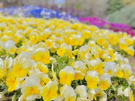 春の花壇 春の花壇の写真