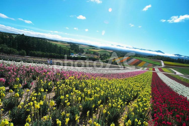 美瑛のお花畑 四季彩の丘,丘,コピースペースの写真素材