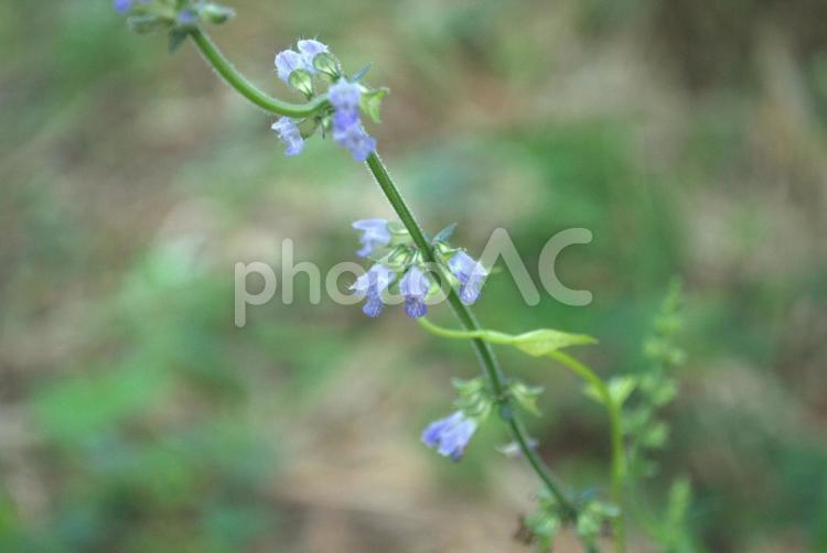 アキノタムラソウの花 アキノタムラソウ,夏,秋の写真素材