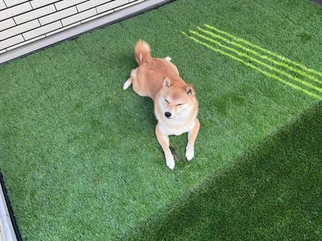日向ぼっこ 日向ぼっこ 犬,柴犬,赤柴の写真素材