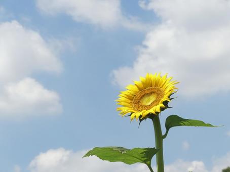 太陽に向かって咲くひまわりの花一輪 太陽に向かって咲くひまわりの花一輪の写真