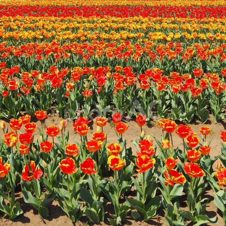 春の佐倉市・ふるさと広場のチューリップ畑 春,チューリップ,花畑の写真素材