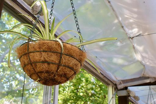 ビニールハウスの中にある観葉植物 ビニールハウスの中にある観葉植物の写真