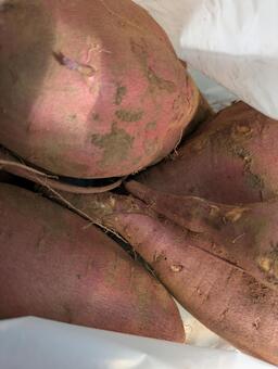 サツマイモ サツマイモ,掘りたて,美味しいの写真素材