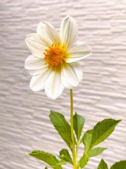 見事に開花したダリアの花２０ ダリア,咲いた,開花の写真素材