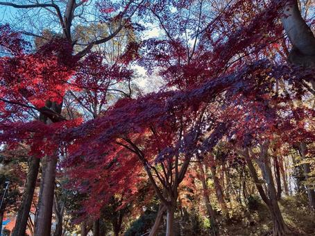 Photo, autumn leaves, park, winter, 