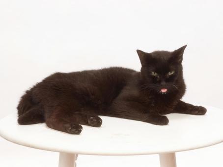 Photo, cat,, bushy, eye, 