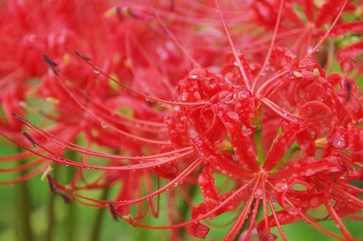 彼岸花 彼岸花 彼岸花,花,アップの写真素材