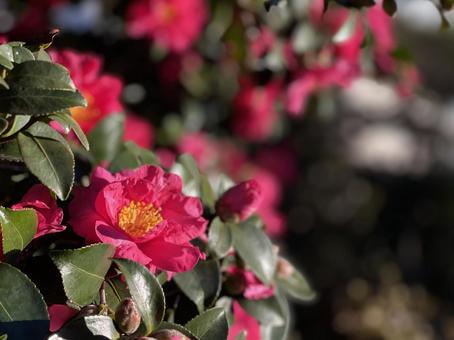 赤い寒椿の花 赤い寒椿の花の写真