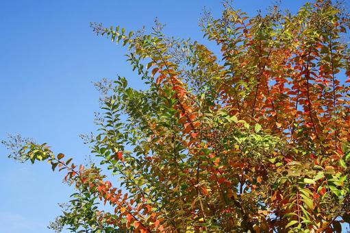天高し、葉は燃ゆ 秋,自然,赤色の写真素材