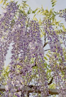 Vividly blooming wisteria flowers, JPG Vividly blooming wisteria flowers, JPG