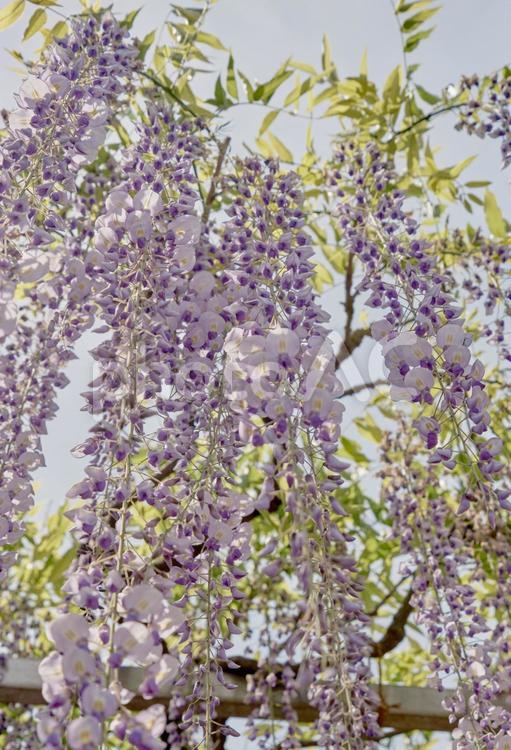 鮮やかに咲く藤の花 風景,藤,花の写真素材