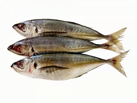 アジ アジ,魚,魚介類の写真素材