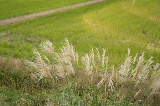 ススキと田んぼ. ススキ,田んぼ,田舎の写真素材