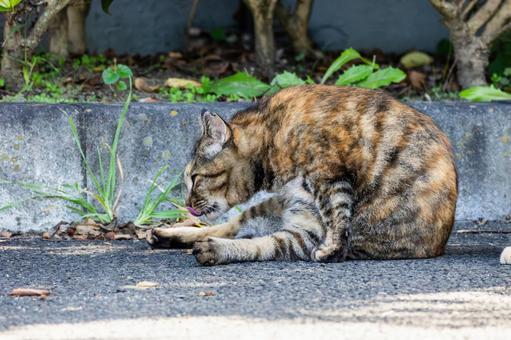 猫(228) 猫(228) 猫,食肉目,ネコ科の写真素材