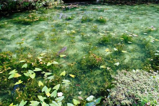 名もなき池(モネの池)_9 名もなき池(モネの池)_9 名もなき池,モネの池,鯉の写真素材