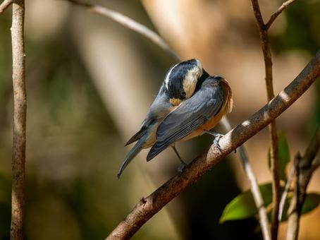 枝にとまるヤマガラ 枝にとまるヤマガラ ヤマガラ,野鳥,鳥の写真素材