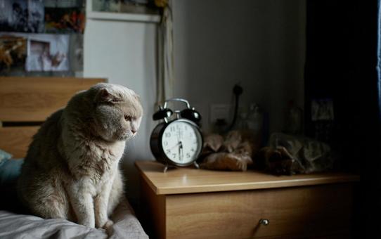 猫と目覚まし時計 猫と目覚まし時計の写真