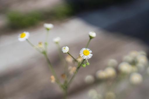 ペラペラヨメナ ペラペラヨメナの写真