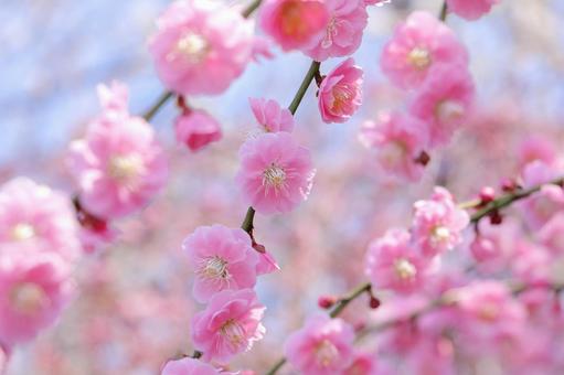 美しい梅の花 梅,春,花の写真素材