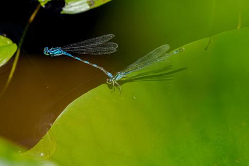 Photo, dragonfly, monosashi dragonfly, insect, 