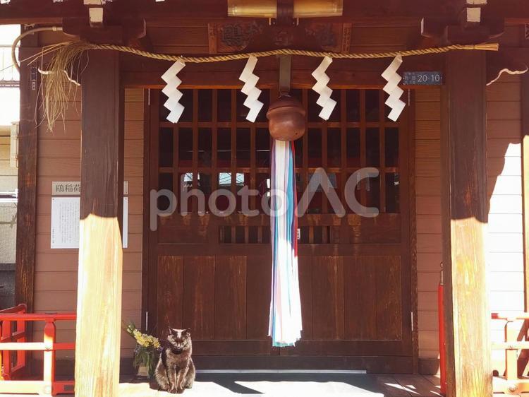 写真素材：神社にいる黒猫 黒猫,神社,猫の写真素材