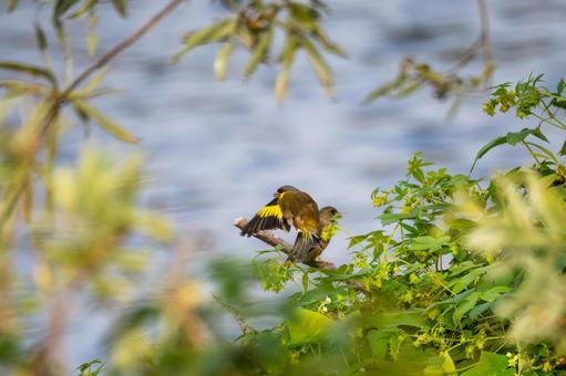 カワラヒワ(68)の写真