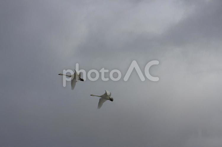 餌場へ移動　その１２ 白鳥,食事,移動の写真素材