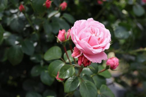バラ園にてピンクの薔薇を撮影しましたの写真