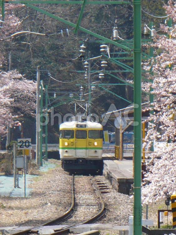 弥彦線　弥彦駅と桜 弥彦線,弥彦駅,桜の写真素材