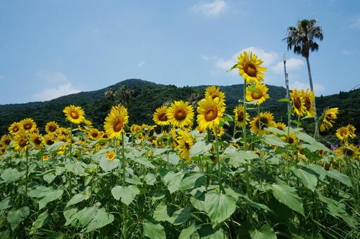 池田湖に咲く一面のひまわり畑 池田湖に咲く一面のひまわり畑 ヒマワリ,向日葵,ひまわり畑の写真素材