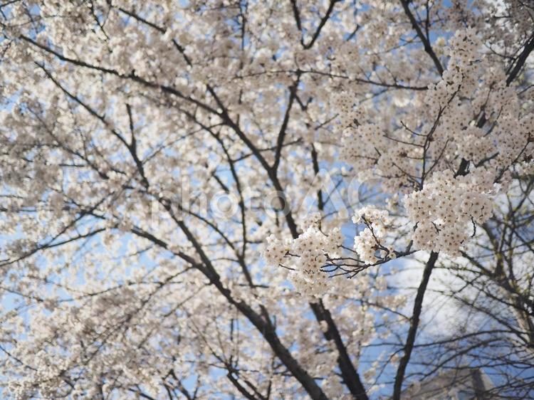 ソメイヨシノ（北海道札幌市、大通公園） ソメイヨシノ,大通公園,さくらの写真素材