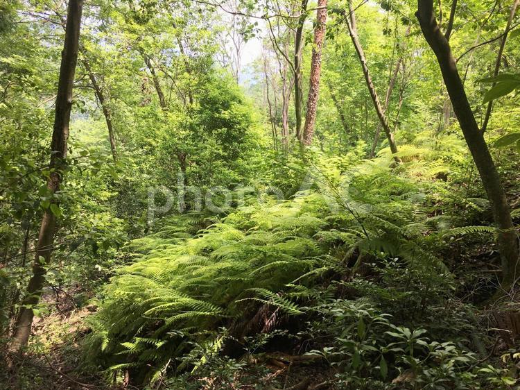光が当たって黄緑色に輝くシダ植物 山,登山,運動の写真素材