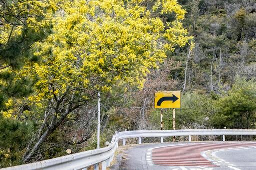 ミモザが咲き誇る峠道 ミモザ,花,春の写真素材
