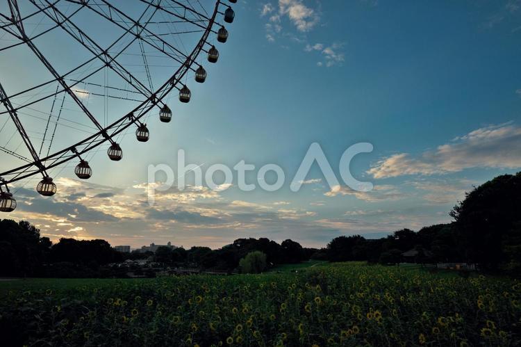 葛西臨海公園　朝焼けと観覧車と飛行機雲 葛西臨海公園,東京都江戸川区,ダイヤと花の大観覧車の写真素材