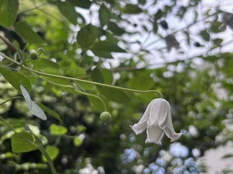 お花 お花の写真