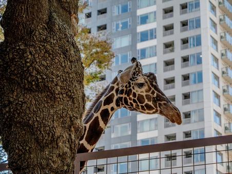 上野動物園のキリン 上野動物園のキリンの写真