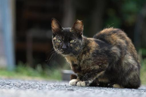 野良猫 野良猫の写真