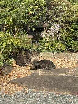 じゃれあうネコ ネコ,猫,仲良しの写真素材